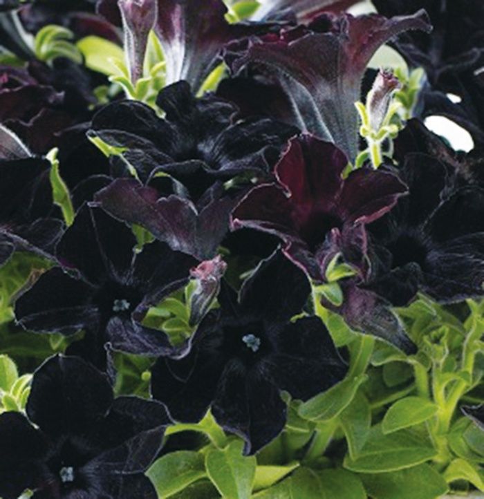 Petunia h. Crazytunia® 'Black Mamba' Crazytunia® Black Mamba