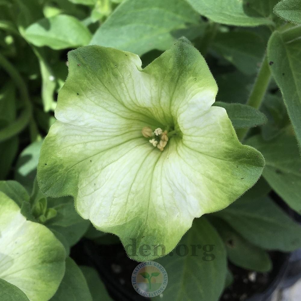 Petunia Ray™ 'Pistachio Cream' Pistachio Cream Ray™ Petunia