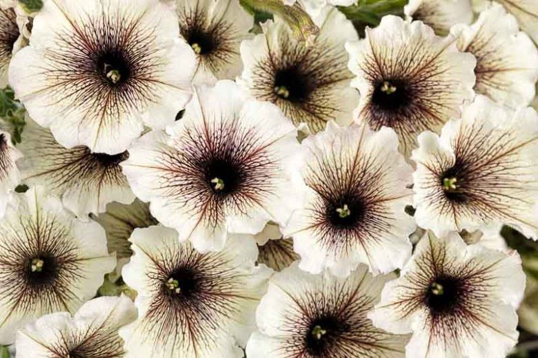 Petunia Supertunia® 'Kerlatte' Supertunia® Latte™