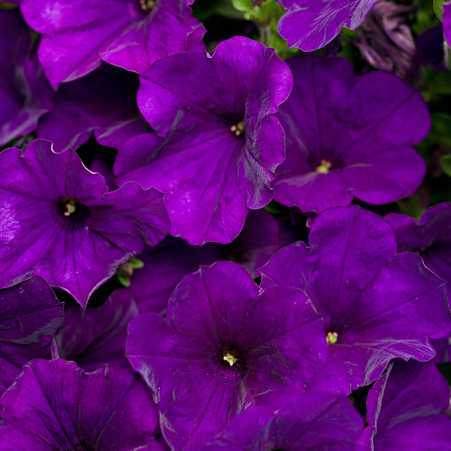 Petunia Supertunia® 'BBTUN10102' Supertunia® Royal Velvet®
