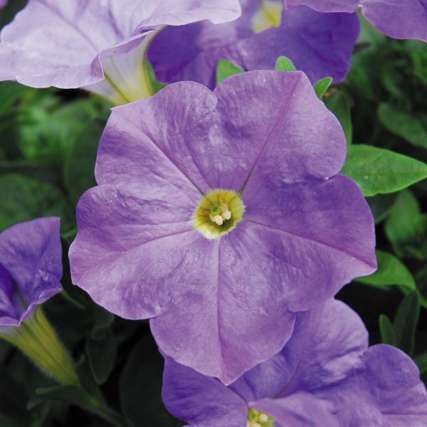 Petunia Headliner™ 'Sky Blue' Headliner™ Sky Blue Petunia
