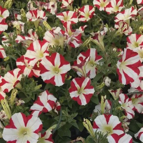 Petunia hybrida Amore® 'King of Hearts' Amore® King of Hearts Petunia