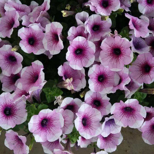 Petunia Potunia®+ 'Lavender Touch' Potunia®+ Lavender Touch
