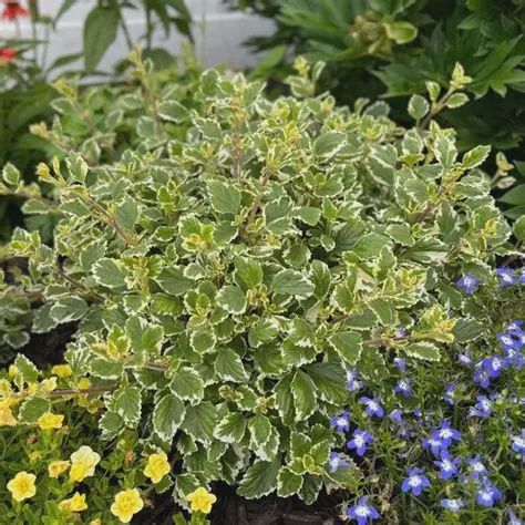 Plectranthus coleoides 'Variegata' Swedish Ivy