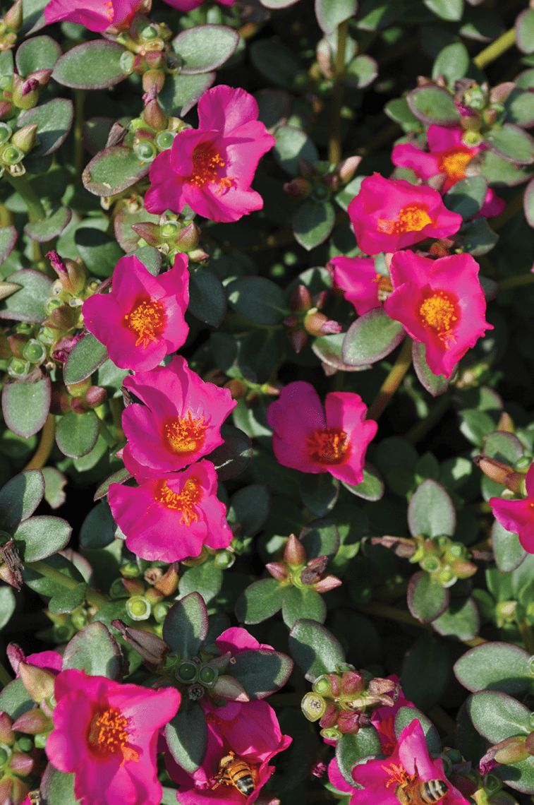 Portulaca oleracea 'Mega Pazzaz Purple' Mega Pazzaz™ Purple Portulaca