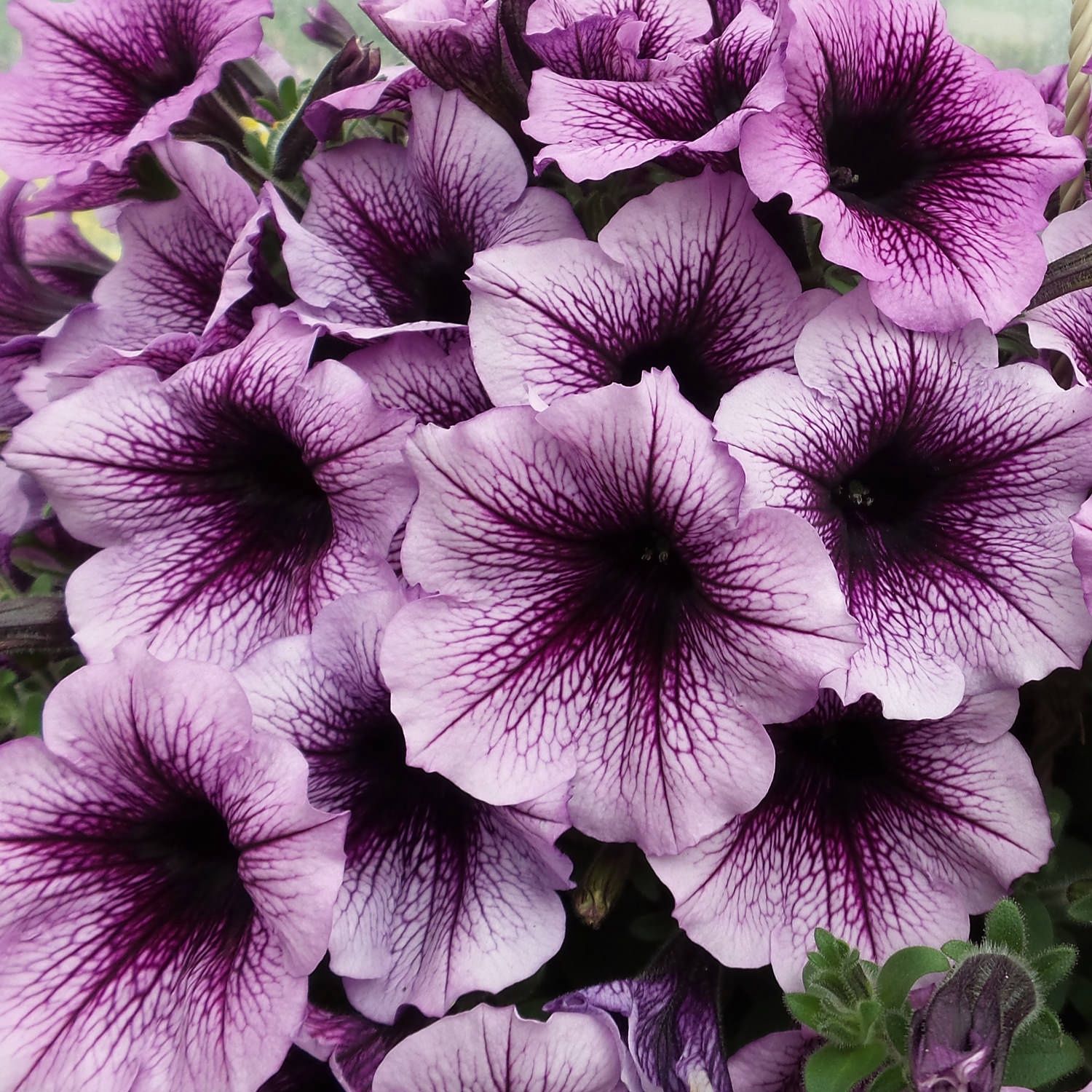 Petunia Supertunia® 'Lanbor' Supertunia® Bordeaux™