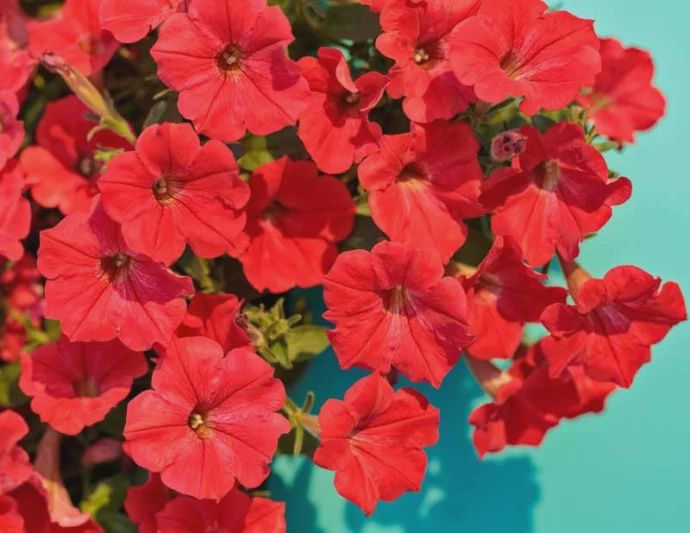 Petunia Supertunia® 'Sunrem' Supertunia® Really Red
