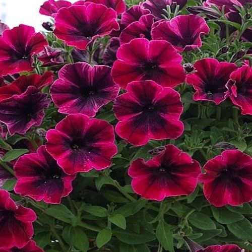 Petunia Sweetunia 'Suzie Storm' Sweetunia Suzie Storm