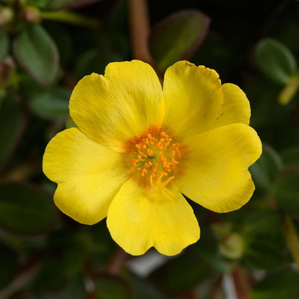Portulaca oleracea 'Mega Pazzaz™ 'Gold' Mega Pazzaz™ Gold Portulaca