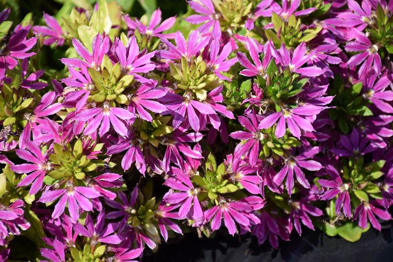 Scaevola aemula Stardiva® 'Pink' Stardiva® Pink Fan Flower