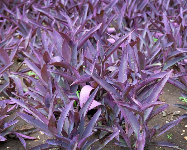 Setcreasea purpurea Purple Queen Purple Heart