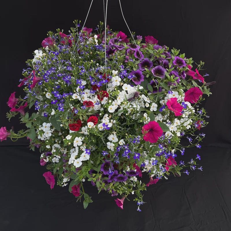 Shade Mix Hanging Basket 14" Shade Mix Hanging Basket