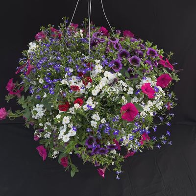 Shade Mix Hanging Basket 14" Shade Mix Hanging Basket