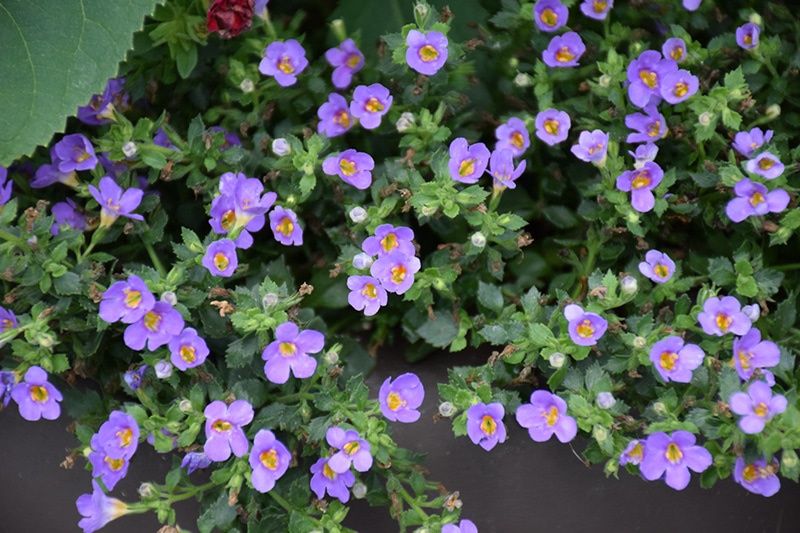 Sultera cordata Snowstorm® 'Blue Improved' Snowstorm® Blue Improved Bacopa
