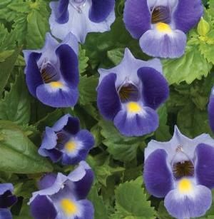 Torenia 'Blue Moon' Blue Moon™ Wishbone Flower
