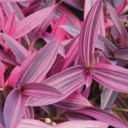 Setcreasea urpurea 'Pink Stripe' Pink Stripe Purple Heart