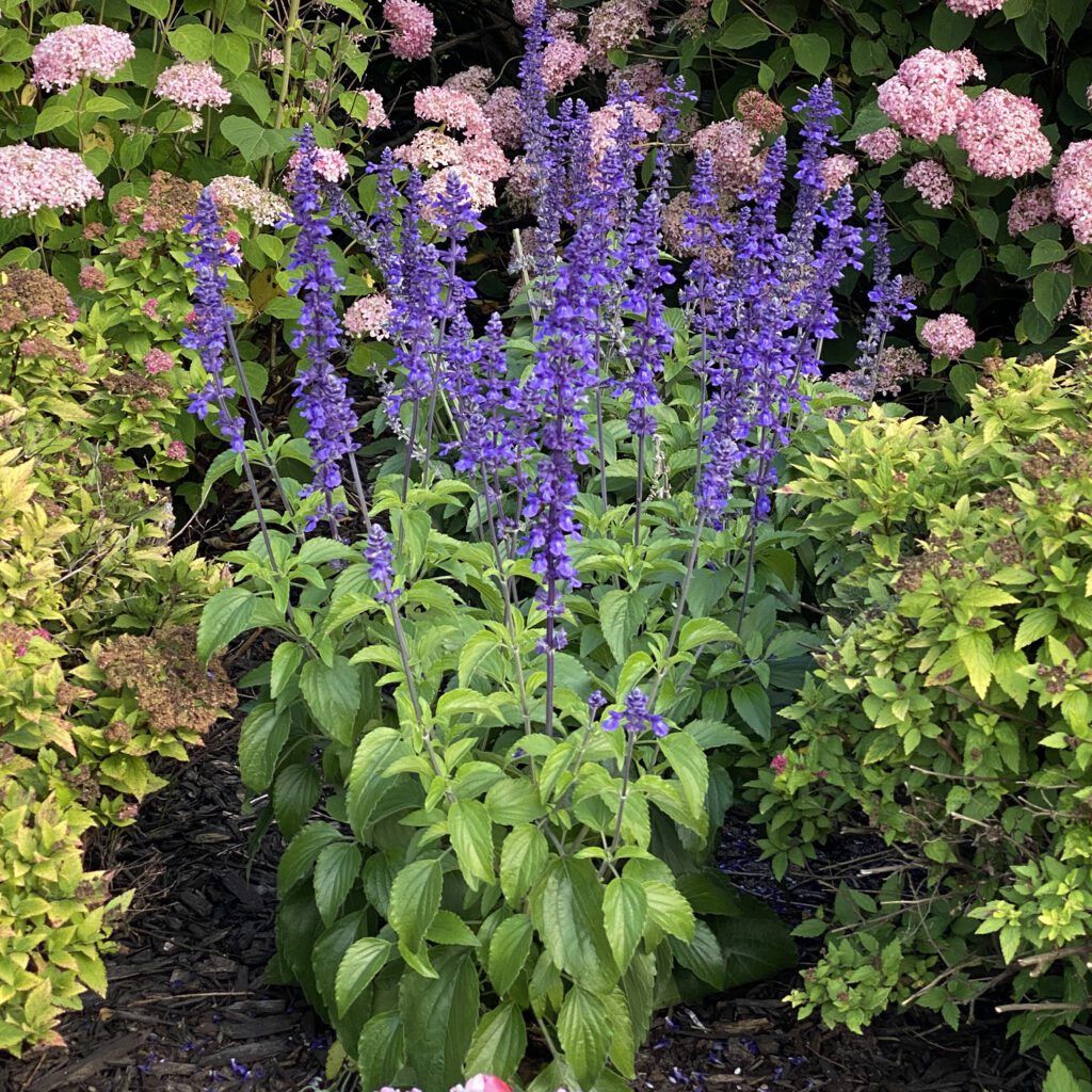 Salvia Rockin® 'Playin' the Blues' Rockin® Playin' the Blues Salvia