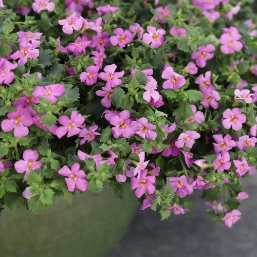 Sutera cordata Snowstorm® 'Rose' Snowstorm® Rose Bacopa