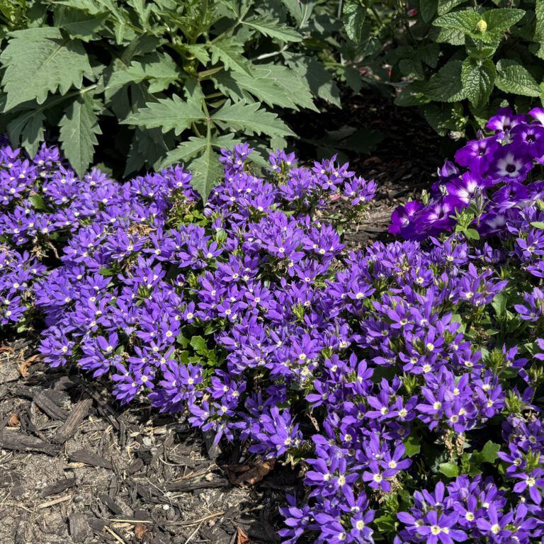 Scaevola aemula Stardiva® 'Blue' Stardiva® Blue Fan Flower