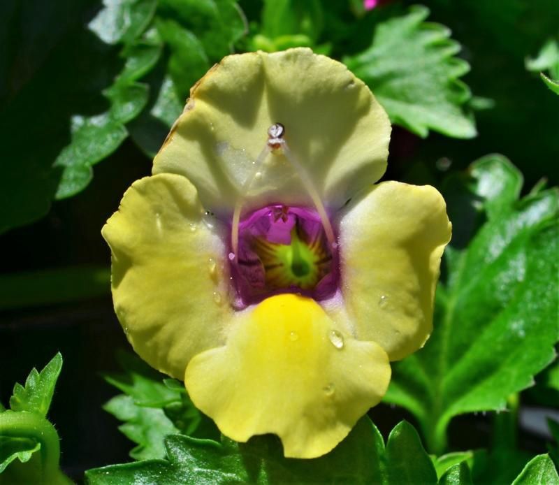 Torenia 'Yellow Moon' Yellow Moon™ Wishbone Flower