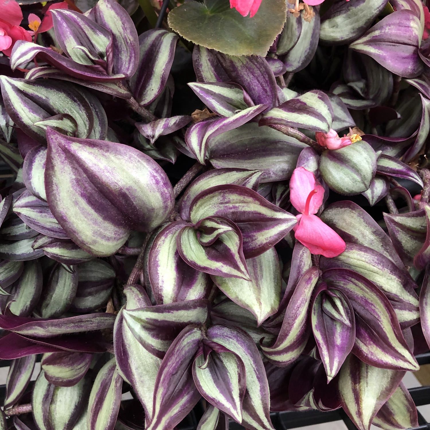 Tradescantia 'Purple Wandering Jew' Purple Wandering Jew