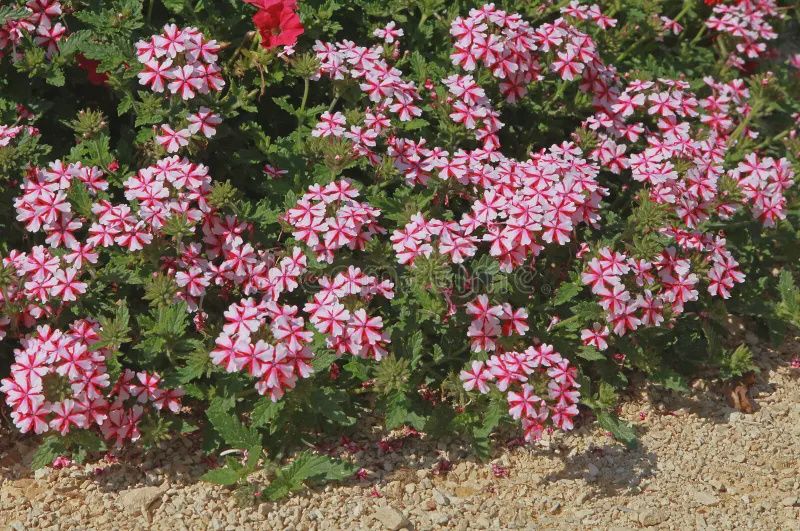 Verbena Beats™ 'Red + White' Beats™ Red + White Verbena