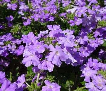 Verbena Firehouse™ 'Lavender' Firehouse™ Lavender Verbena