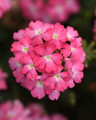 Verbena Firehouse™ 'Pink' Firehouse™ Pink Verbena