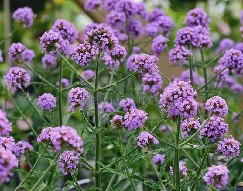 Verbena bonariensis 'INVEBPUTOW' Meteor Shower® Verbena