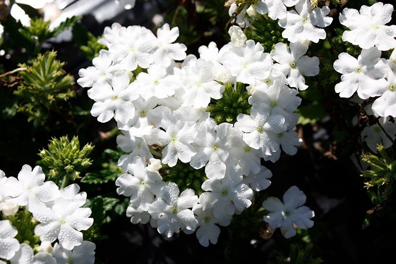 Verbena Firehouse™ 'White' Firehouse™ White Verbena
