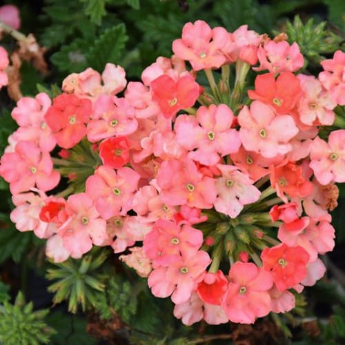 Verbena Lanai® 'Peach' Lanai® Peach Verbena