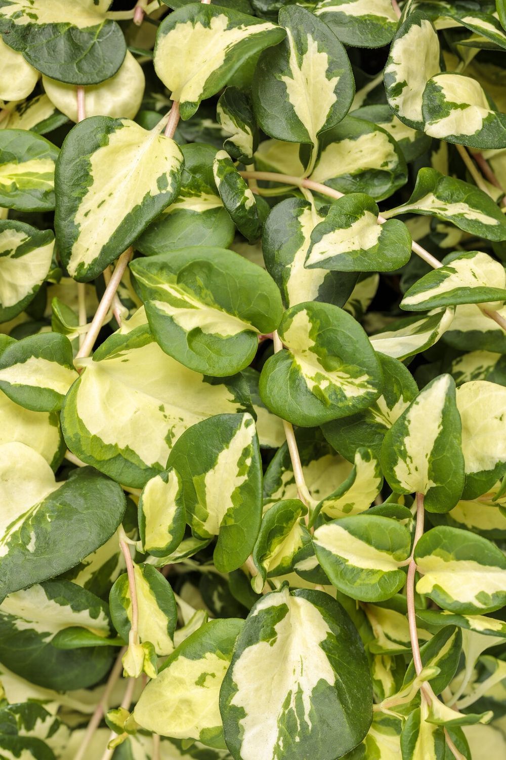 Vinca macufata 'Wojo's Jem' Wojo's Jem Vinca Vine