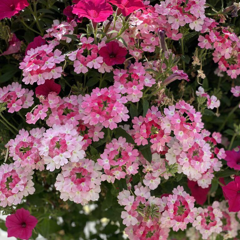Verbena Superbena® 'Sparkling Rose' Superbena® Sparkling Rose
