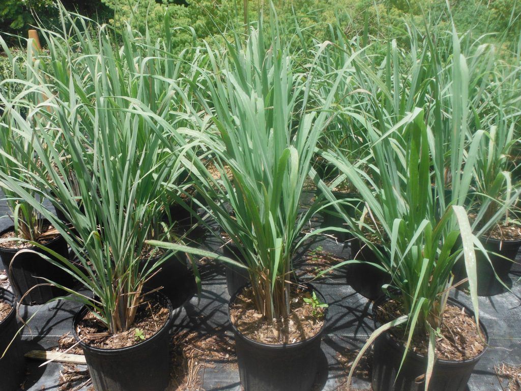 Cymobopogon citratus Lemon Grasss