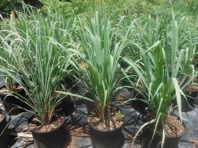 Cymobopogon citratus Lemon Grasss