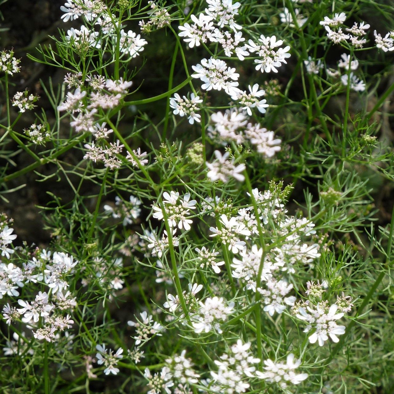 Coriandrum staivum Corlander/Cilantro
