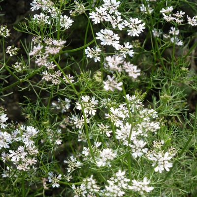 Coriandrum staivum Corlander/Cilantro