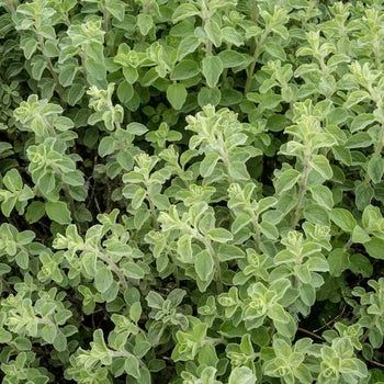 Origanum vulgare 'Hot &amp; Spicy' Hot &amp; Spicy Oregano