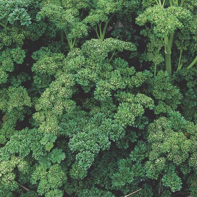 Petrisekunum crispum Triple Curled Parsley