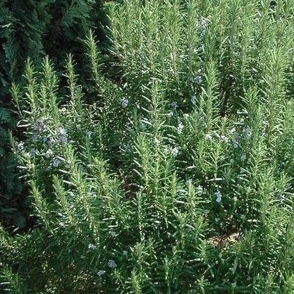 Rosemarinus 'Arp' Rosemary
