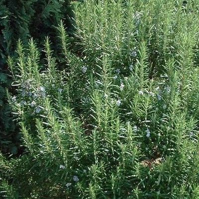 Rosemarinus 'Arp' Rosemary