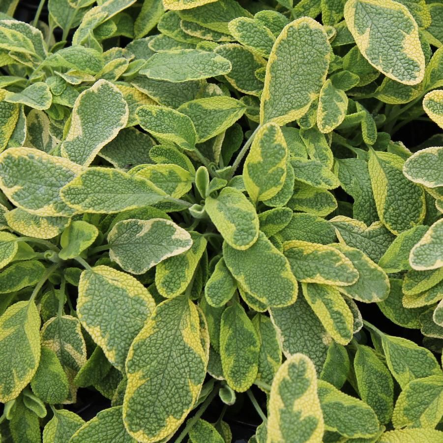 Salvia officinalis 'Aurea' Golden Sage