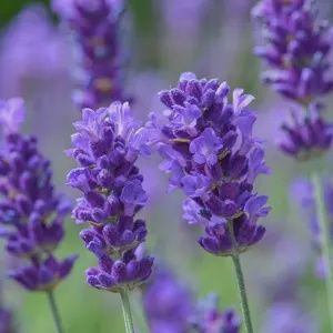 Lavandula angustifolia BeeZee 'Dark Blue' BeerZee™ Dark Blue Lavender