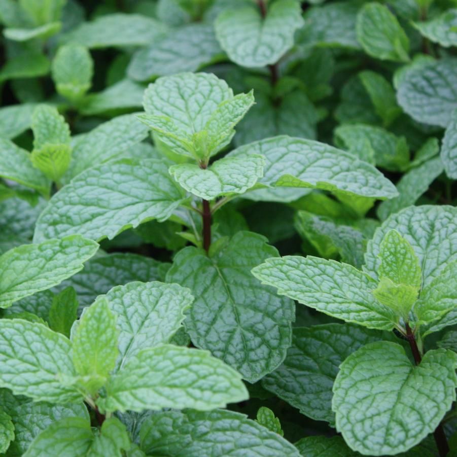 Mentha villosa 'Mojito' Mojito Mint