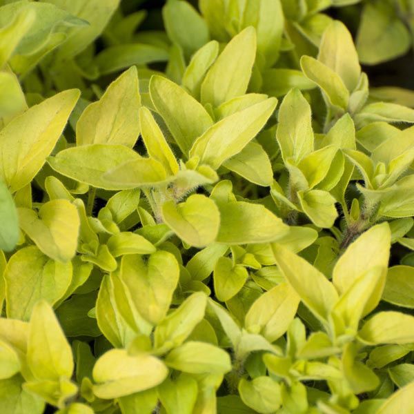 Origanum vulgare 'Aureum' Golden Oregano