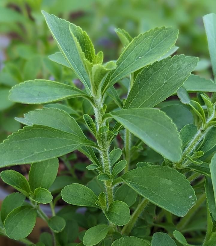 Stevia rebaudiana Sweetleaf