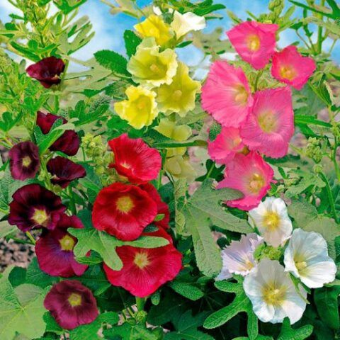 Alcea ficifolia 'Las Vegas' Las Vegas Hollyhock