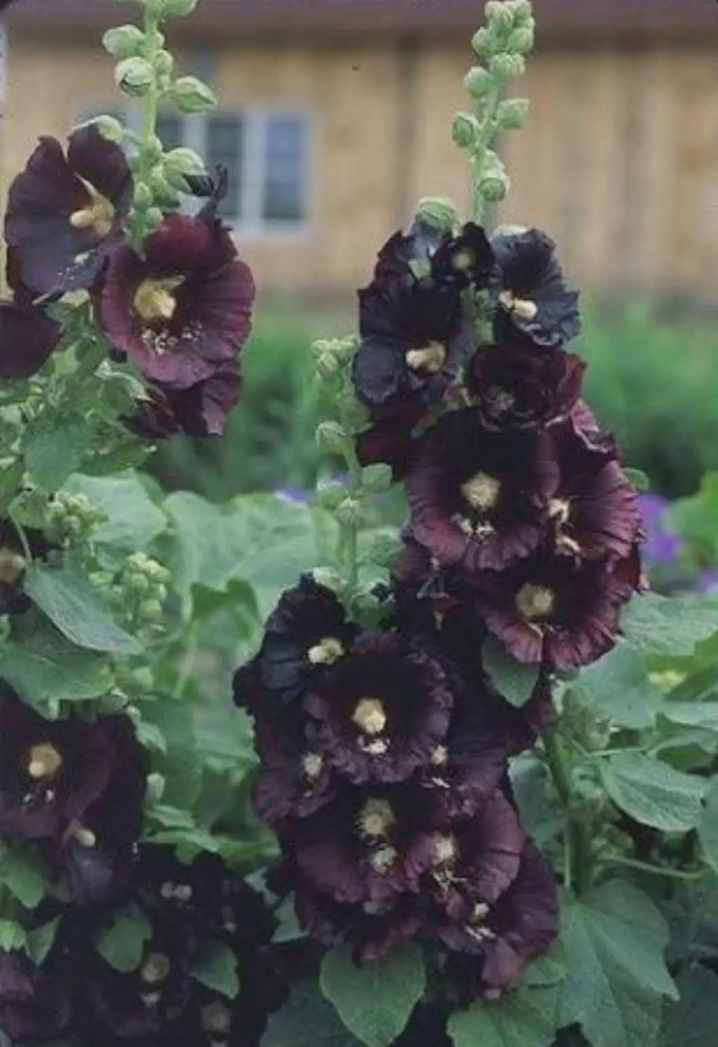 Alcea rosea 'Black Watch' Black Watch Hollyhock