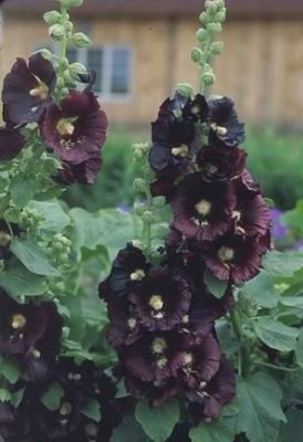 Alcea rosea 'Black Watch' Black Watch Hollyhock