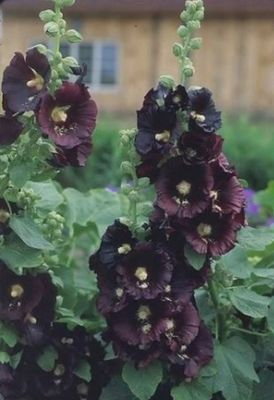 Alcea rosea 'Black Watch' Black Watch Hollyhock